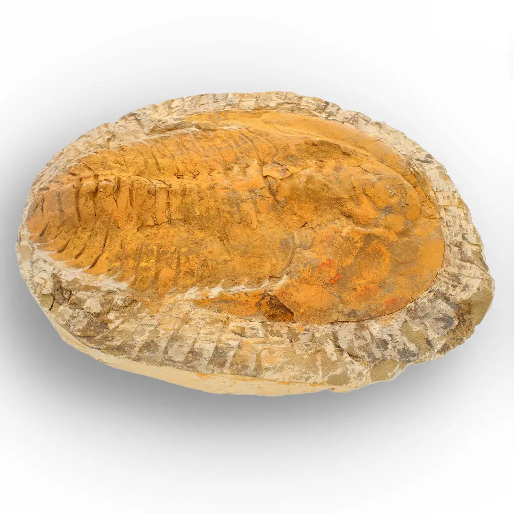 Exceptional Cambropallas Telesto Trilobite Fossil Morocco