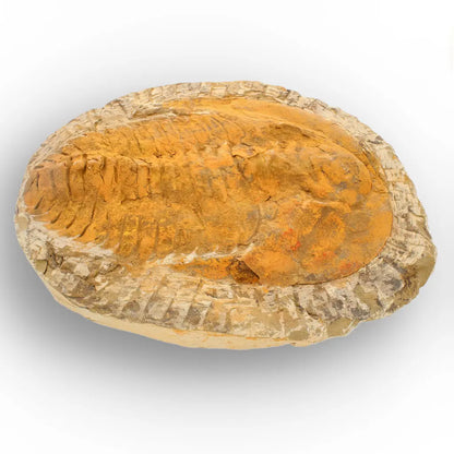 Exceptional Cambropallas Telesto Trilobite Fossil Morocco