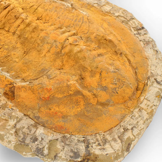 Get your Exceptional Cambropallas Telesto Trilobite Fossil Morocco online now or in store at Forever Gems in Franschhoek, South Africa