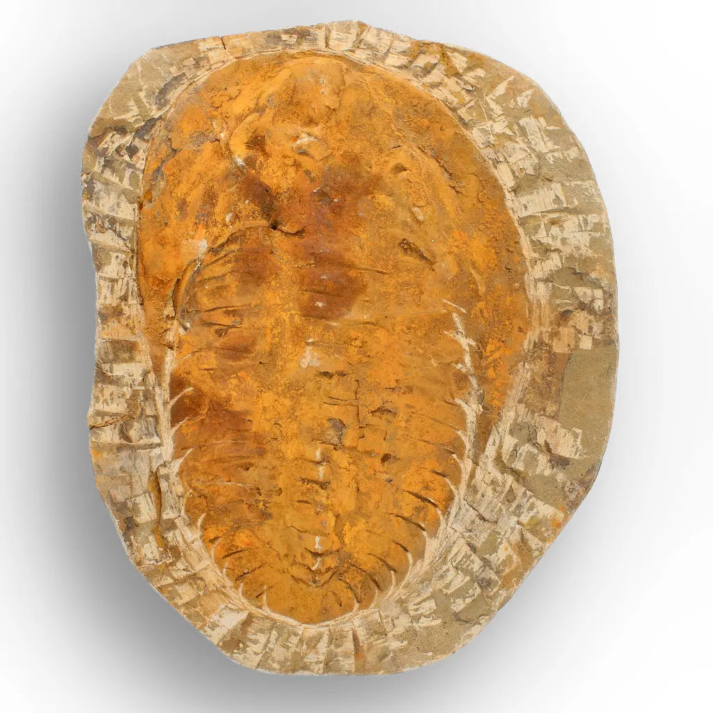 Large Cambropallas Telesto Trilobite Fossil Morocco