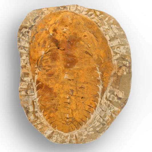Get your Large Cambropallas Telesto Trilobite Fossil Morocco online now or in store at Forever Gems in Franschhoek, South Africa