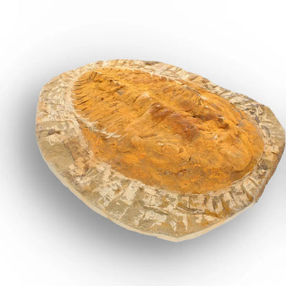 Large Cambropallas Telesto Trilobite Fossil Morocco