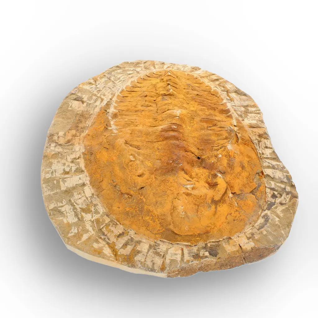 Large Cambropallas Telesto Trilobite Fossil Morocco