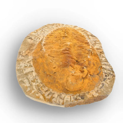 Large Cambropallas Telesto Trilobite Fossil Morocco