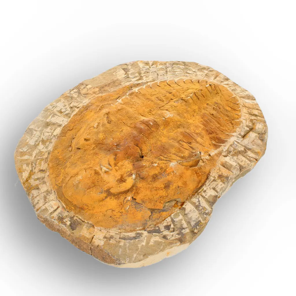 Large Cambropallas Telesto Trilobite Fossil Morocco
