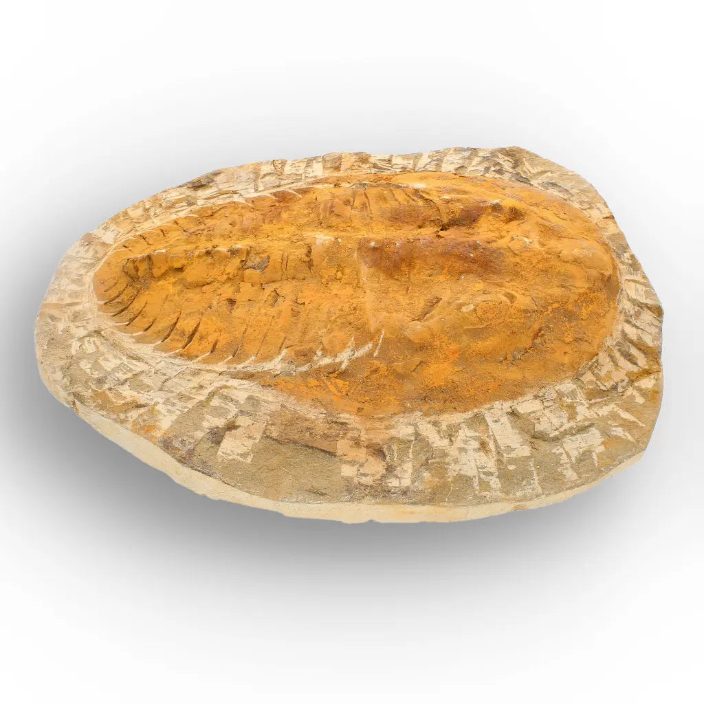 Large Cambropallas Telesto Trilobite Fossil Morocco
