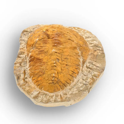 Large Cambropallas Telesto Trilobite Fossil Morocco