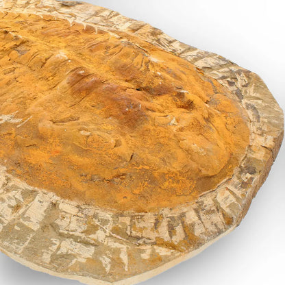 Large Cambropallas Telesto Trilobite Fossil Morocco