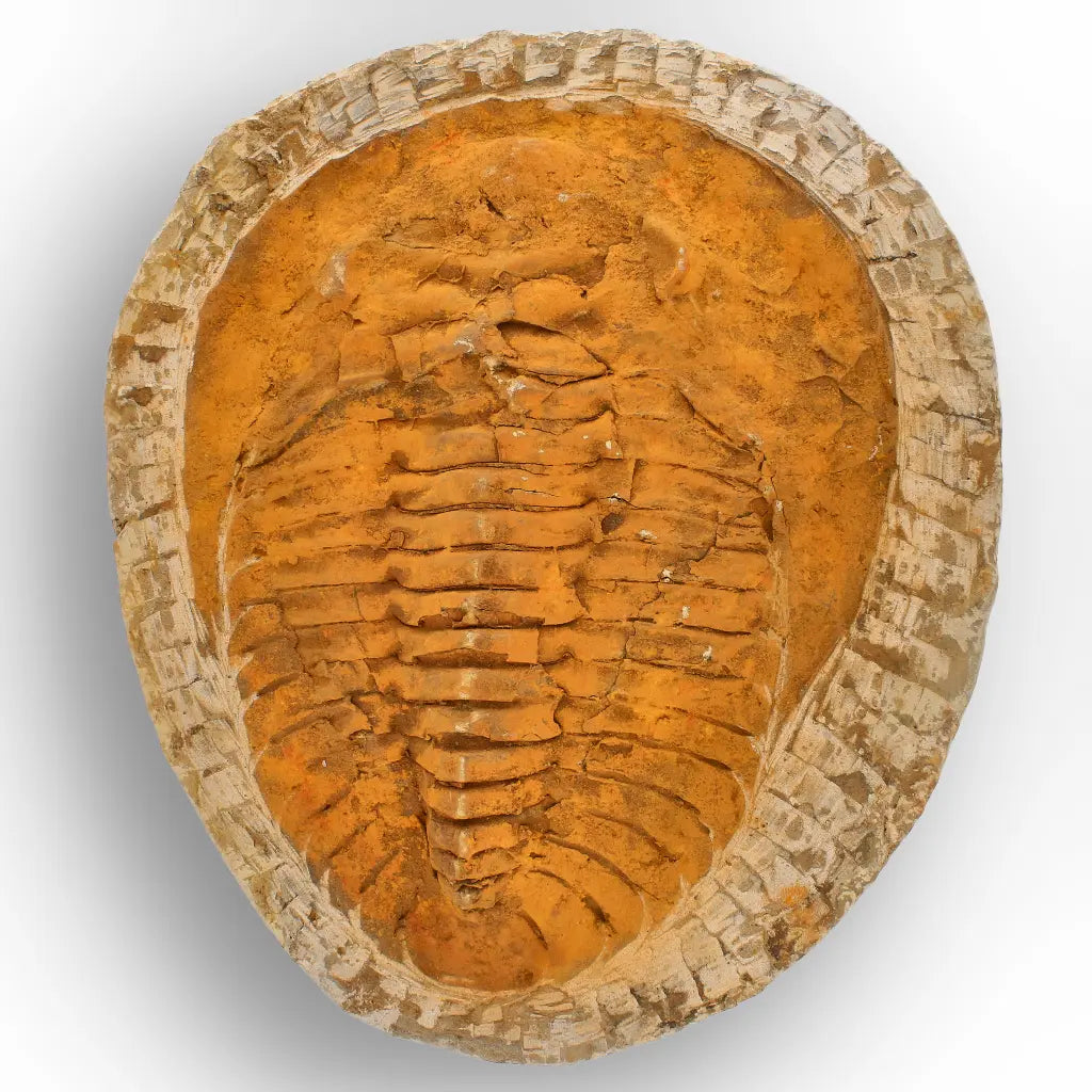 Impressive Cambropallas Telesto Trilobite Fossil Morocco