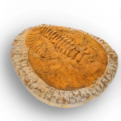 Impressive Cambropallas Telesto Trilobite Fossil Morocco