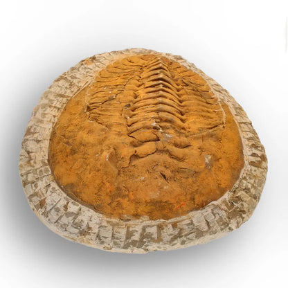 Impressive Cambropallas Telesto Trilobite Fossil Morocco