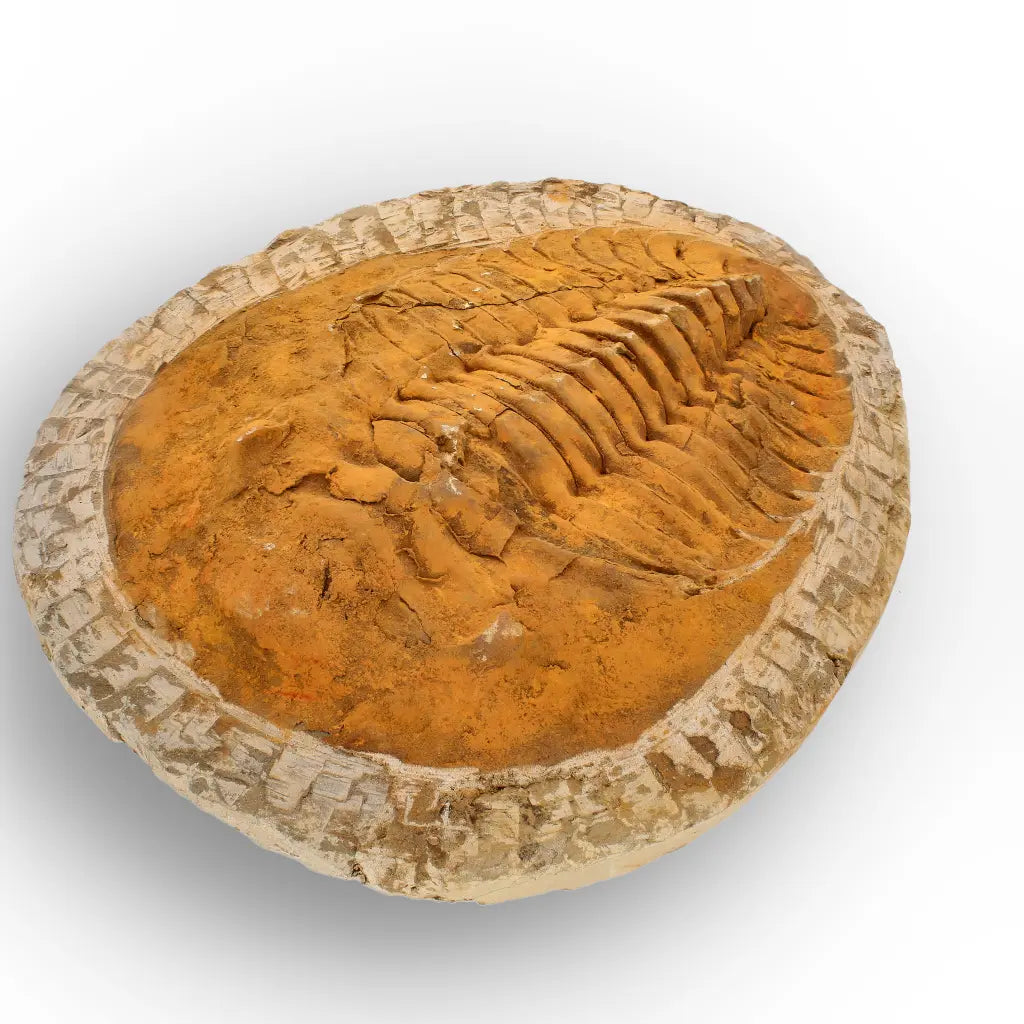 Impressive Cambropallas Telesto Trilobite Fossil Morocco