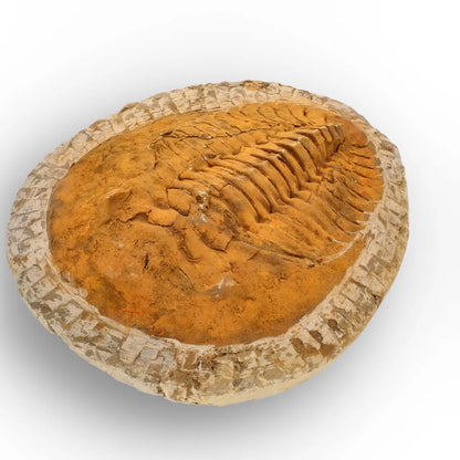 Impressive Cambropallas Telesto Trilobite Fossil Morocco