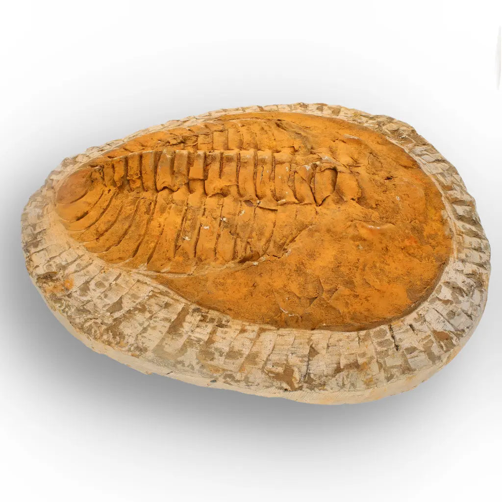 Impressive Cambropallas Telesto Trilobite Fossil Morocco