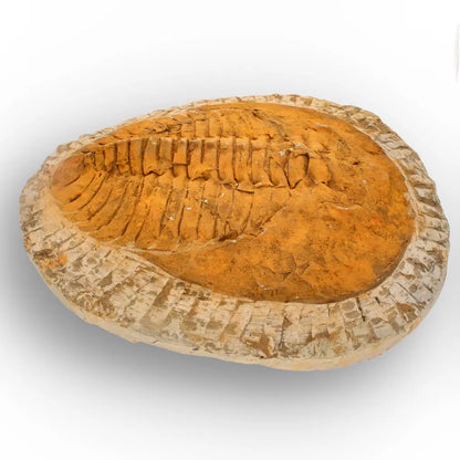 Impressive Cambropallas Telesto Trilobite Fossil Morocco
