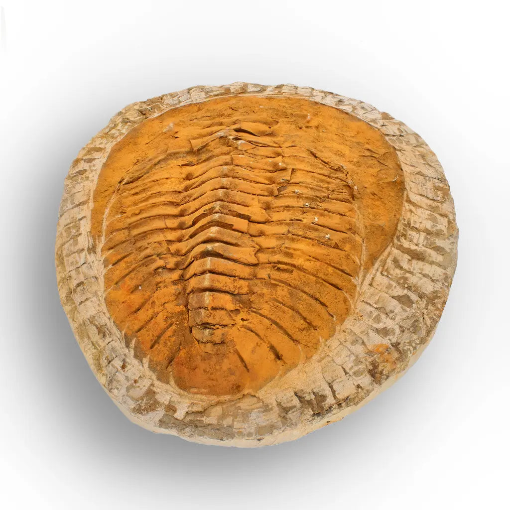 Impressive Cambropallas Telesto Trilobite Fossil Morocco