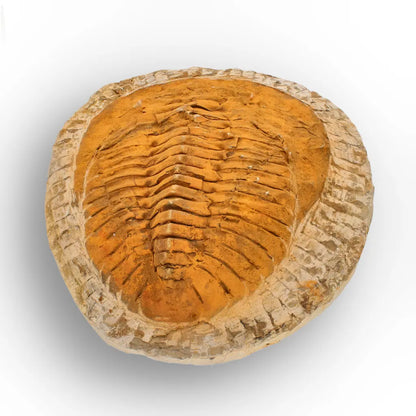 Impressive Cambropallas Telesto Trilobite Fossil Morocco