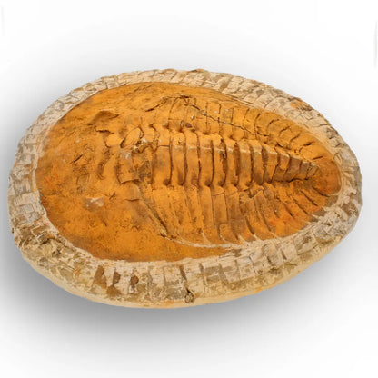 Impressive Cambropallas Telesto Trilobite Fossil Morocco