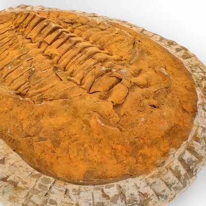 Impressive Cambropallas Telesto Trilobite Fossil Morocco