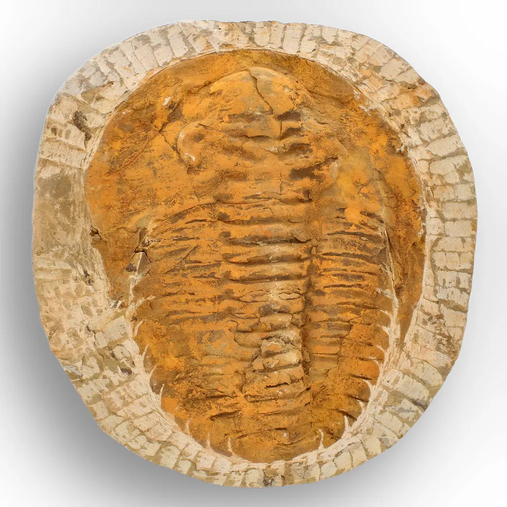 Exceptional Rusty Cambropallas Telesto Trilobite Fossil