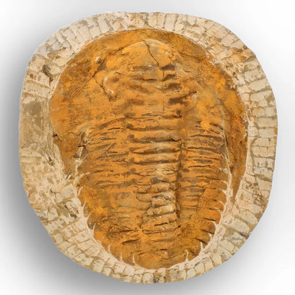 Exceptional Rusty Cambropallas Telesto Trilobite Fossil