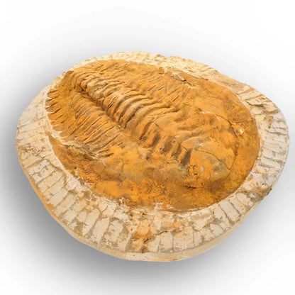 Exceptional Rusty Cambropallas Telesto Trilobite Fossil
