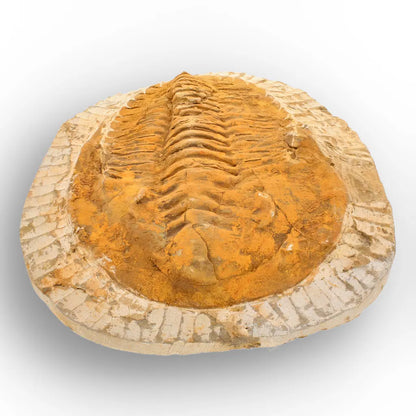 Exceptional Rusty Cambropallas Telesto Trilobite Fossil