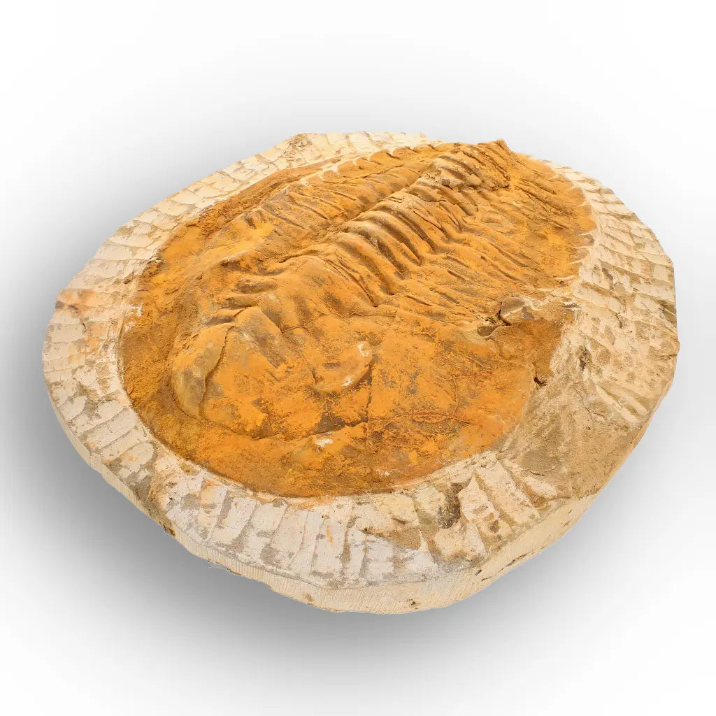 Exceptional Rusty Cambropallas Telesto Trilobite Fossil