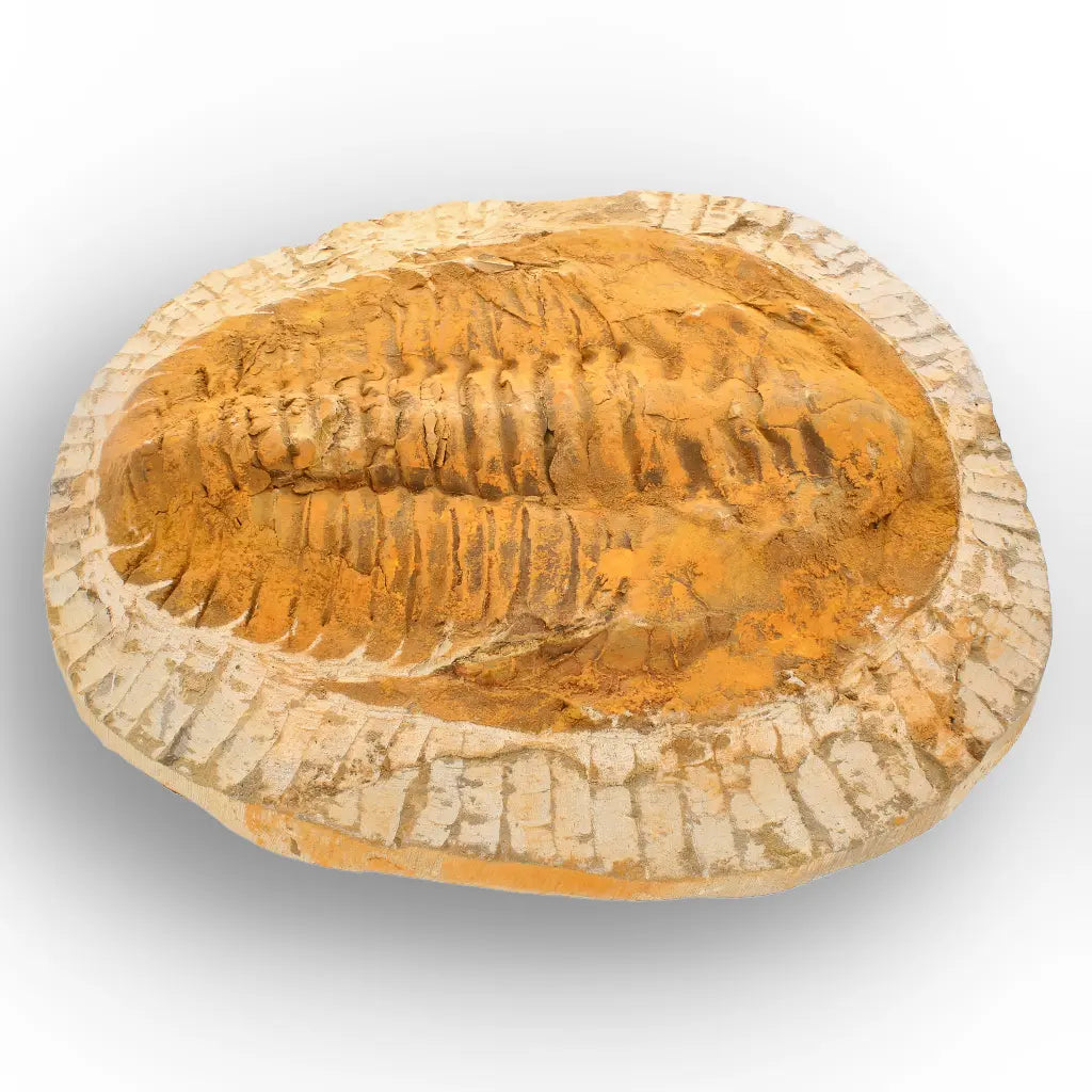 Exceptional Rusty Cambropallas Telesto Trilobite Fossil