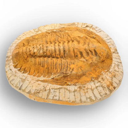 Exceptional Rusty Cambropallas Telesto Trilobite Fossil
