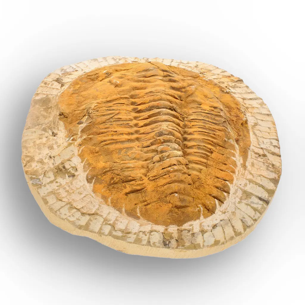 Exceptional Rusty Cambropallas Telesto Trilobite Fossil