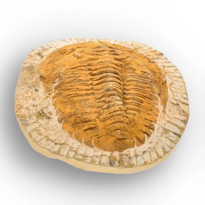 Exceptional Rusty Cambropallas Telesto Trilobite Fossil