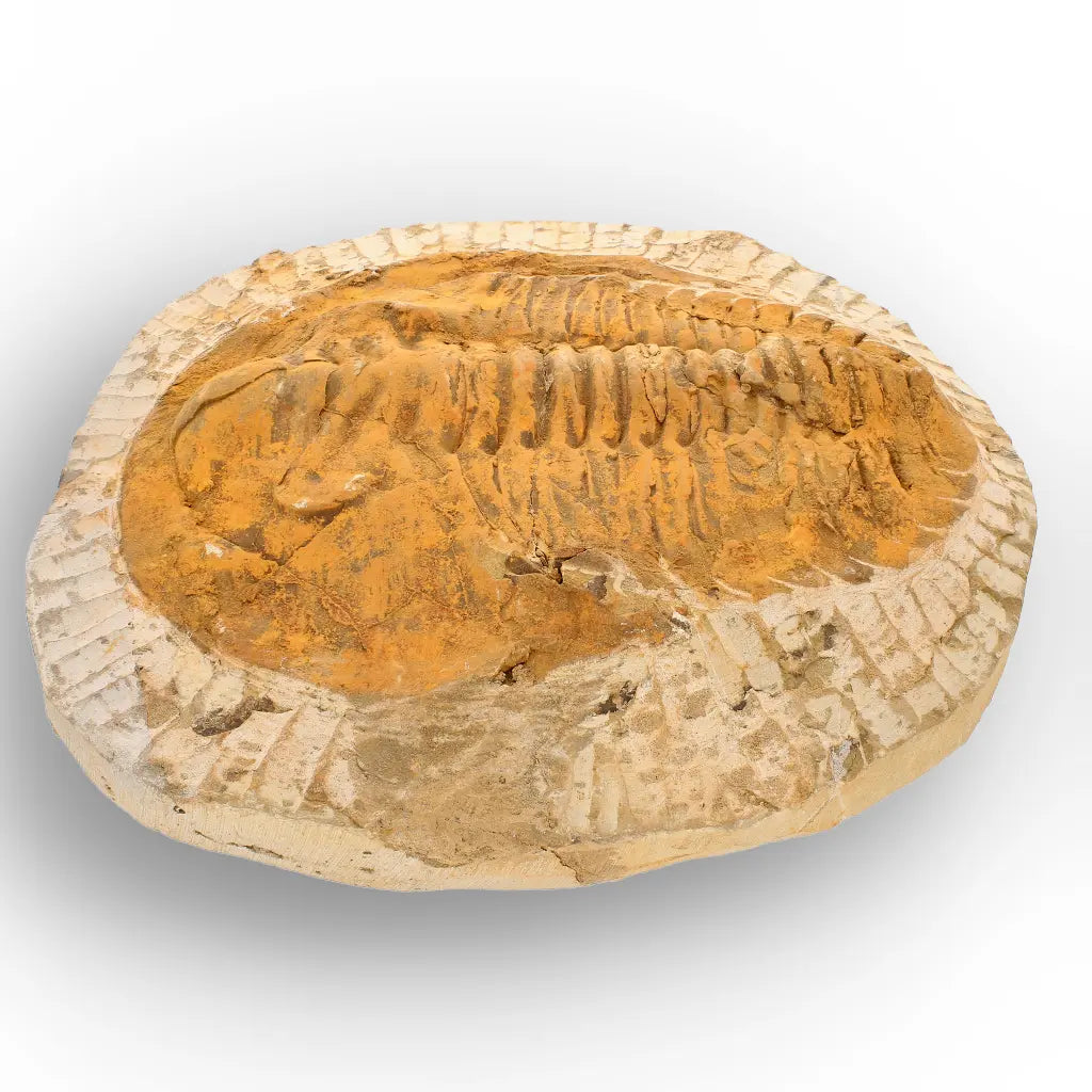 Exceptional Rusty Cambropallas Telesto Trilobite Fossil