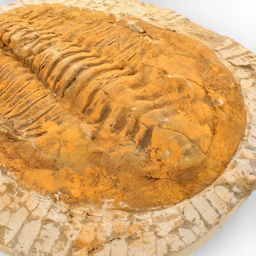 Exceptional Rusty Cambropallas Telesto Trilobite Fossil