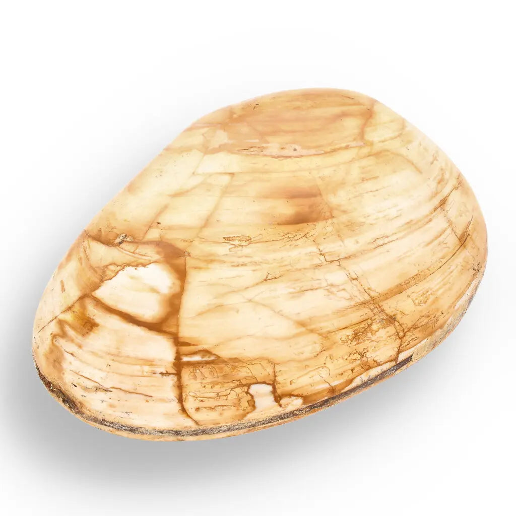 Get your Bivalve Clam Shell Fossil from Madagascar – Jurassic Sea Relic online now or in store at Forever Gems in Franschhoek, South Africa