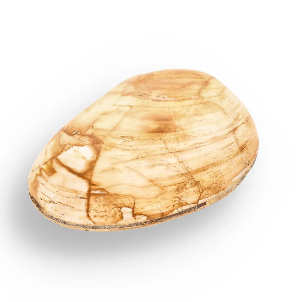 Get your Bivalve Clam Shell Fossil from Madagascar – Jurassic Sea Relic online now or in store at Forever Gems in Franschhoek, South Africa