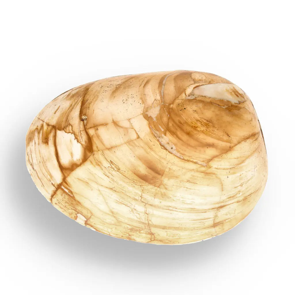 Get your Bivalve Clam Shell Fossil from Madagascar – Jurassic Sea Relic online now or in store at Forever Gems in Franschhoek, South Africa