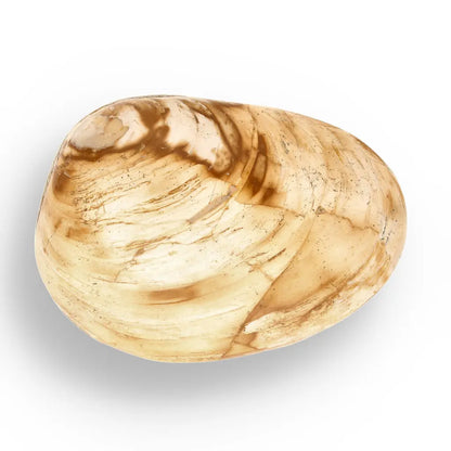 Get your Bivalve Clam Shell Fossil from Madagascar – Jurassic Sea Relic online now or in store at Forever Gems in Franschhoek, South Africa