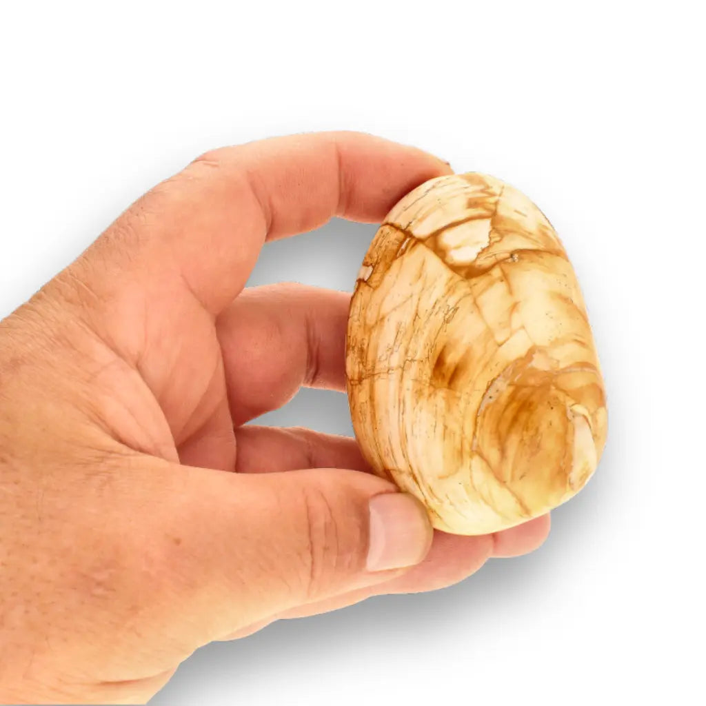 Get your Bivalve Clam Shell Fossil from Madagascar – Jurassic Sea Relic online now or in store at Forever Gems in Franschhoek, South Africa