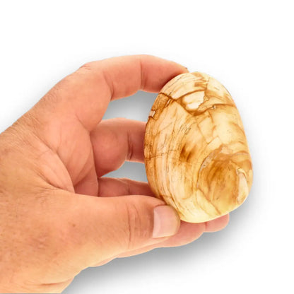 Get your Bivalve Clam Shell Fossil from Madagascar – Jurassic Sea Relic online now or in store at Forever Gems in Franschhoek, South Africa