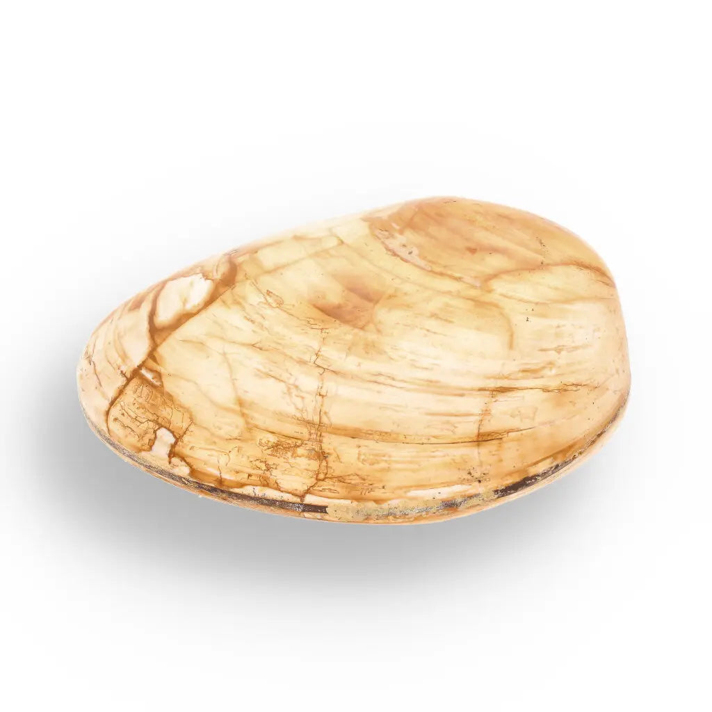 Get your Bivalve Clam Shell Fossil from Madagascar – Jurassic Sea Relic online now or in store at Forever Gems in Franschhoek, South Africa