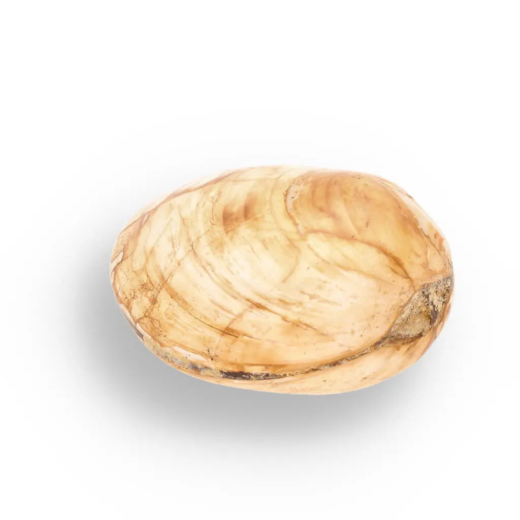 Get your Bivalve Clam Shell Fossil from Madagascar – Jurassic Sea Relic online now or in store at Forever Gems in Franschhoek, South Africa