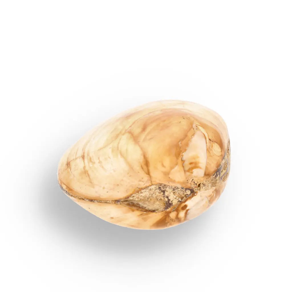 Get your Bivalve Clam Shell Fossil from Madagascar – Jurassic Sea Relic online now or in store at Forever Gems in Franschhoek, South Africa