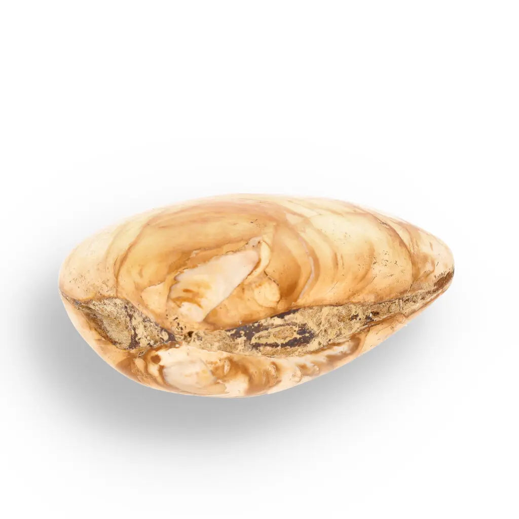 Get your Bivalve Clam Shell Fossil from Madagascar – Jurassic Sea Relic online now or in store at Forever Gems in Franschhoek, South Africa