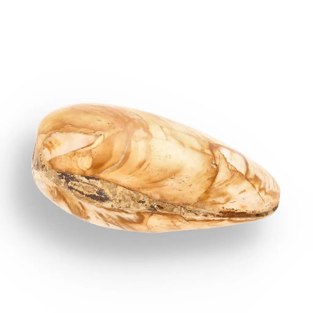 Get your Bivalve Clam Shell Fossil from Madagascar – Jurassic Sea Relic online now or in store at Forever Gems in Franschhoek, South Africa