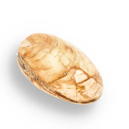 Get your Bivalve Clam Shell Fossil from Madagascar – Jurassic Sea Relic online now or in store at Forever Gems in Franschhoek, South Africa