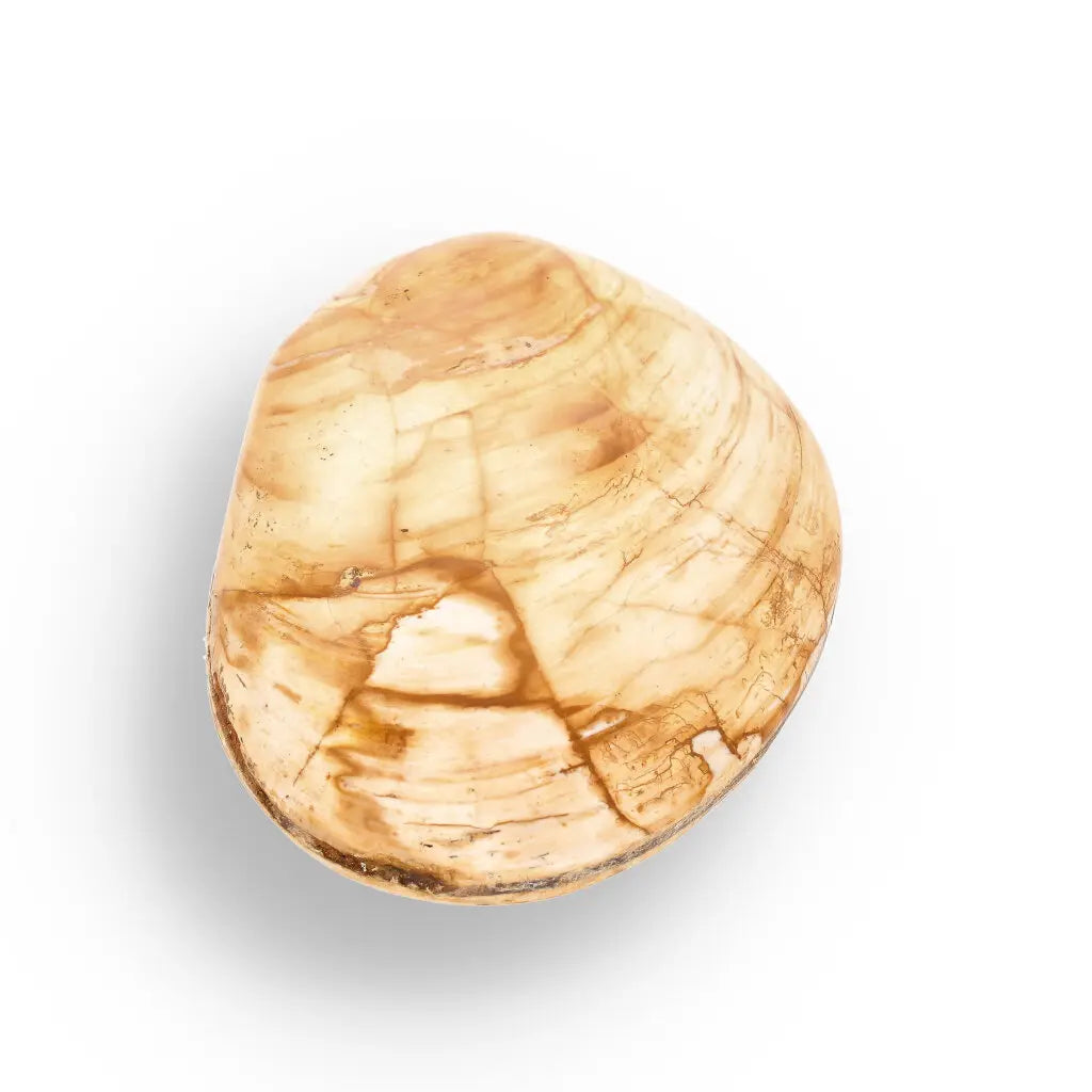 Get your Bivalve Clam Shell Fossil from Madagascar – Jurassic Sea Relic online now or in store at Forever Gems in Franschhoek, South Africa