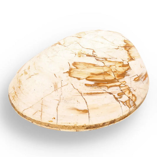 Get your Fossil Clam Shell from Madagascar - Authentic Jurassic Marine Life online now or in store at Forever Gems in Franschhoek, South Africa