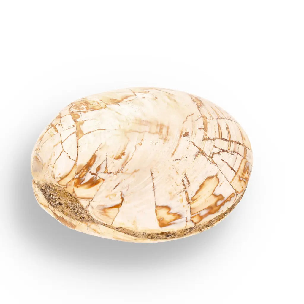Get your Fossil Clam Shell from Madagascar - Authentic Jurassic Marine Life online now or in store at Forever Gems in Franschhoek, South Africa
