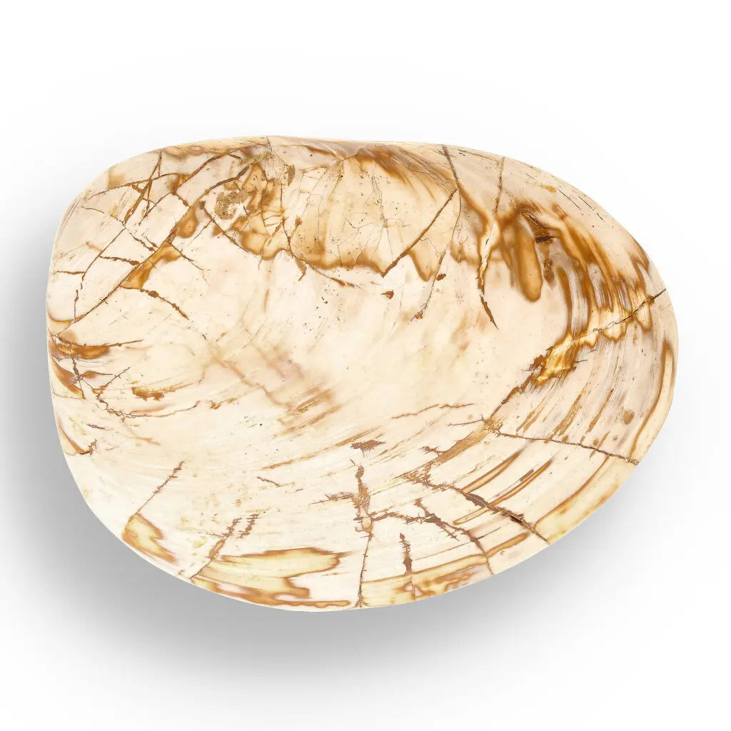 Get your Fossil Clam Shell from Madagascar - Authentic Jurassic Marine Life online now or in store at Forever Gems in Franschhoek, South Africa